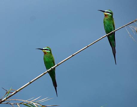 Pepere Island Lodge botswana 10 africa tours
