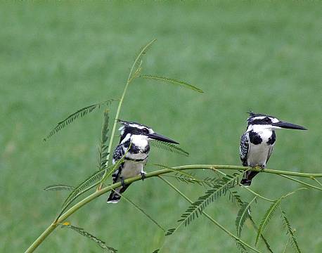 Pepere Island Lodge botswana 11 africa tours