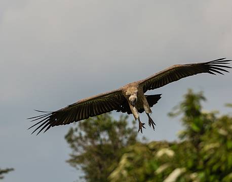 Kgalagadi Transfrontier Park sydafrika africa tours