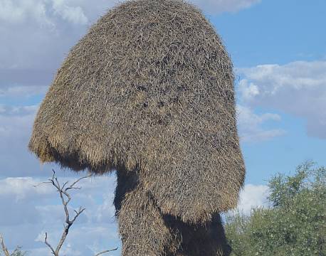 Kgalagadi Transfrontier Park sydafrika africa tours