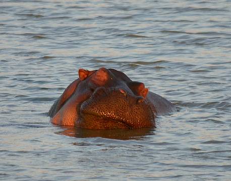 Mikumi np tanzania africa tours