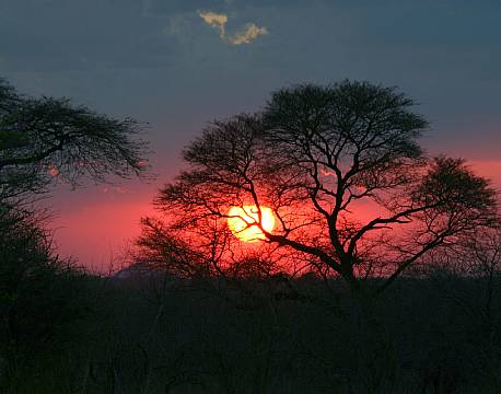 Mikumi np tanzania africa tours