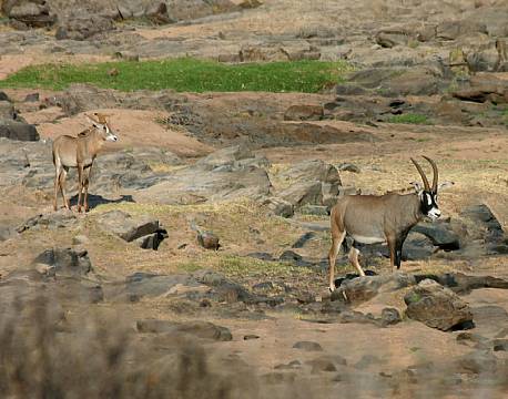 Ruaha N.P tanzania sydafrika africa tours