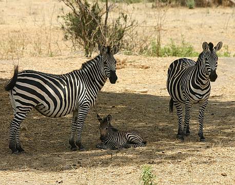 Ruaha N.P tanzania sydafrika africa tours