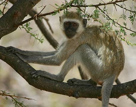 Ruaha N.P tanzania sydafrika africa tours 