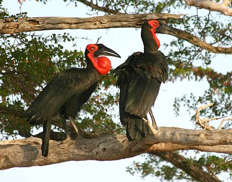 Nyerere vildreservat tanzania africa tours