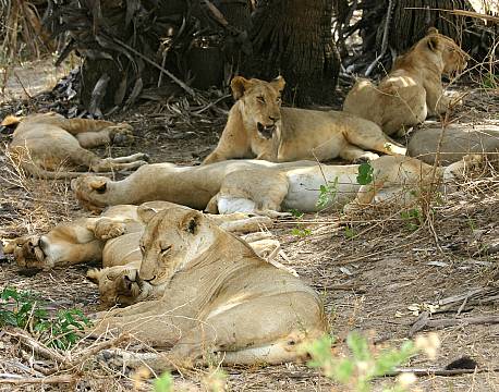 Nyerere vildreservat tanzania africa tours