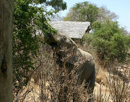 Ruaha River Lodge tanzania 8 africa tours