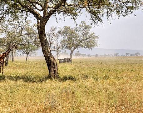 meru national park kenya africa tours