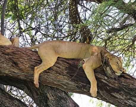 meru national park kenya africa tours