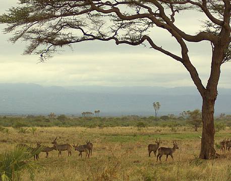 meru national park kenya africa tours
