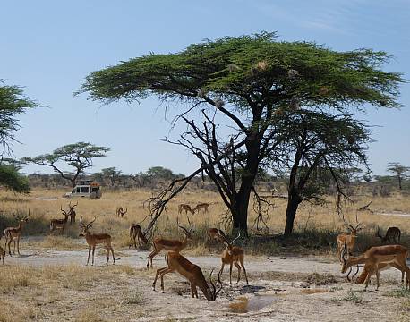 Samburu kenya africa tours