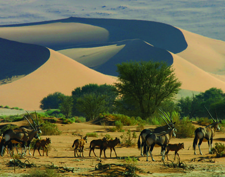 Oryx antilope og udsigt til sanddynerne i Sossusvlei, Namibia africa tours