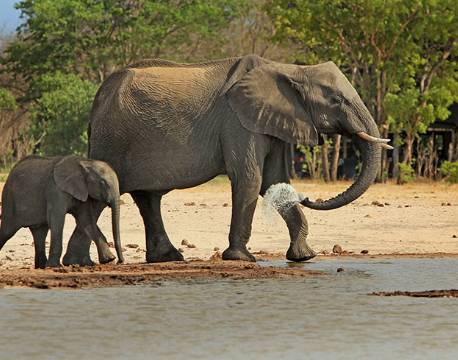 Elefanter ved vandhul i Hwange, Zimbabwe africa tours