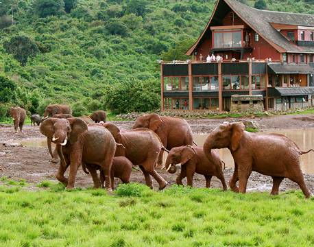 The Ark Aberdare Kenya africa tours