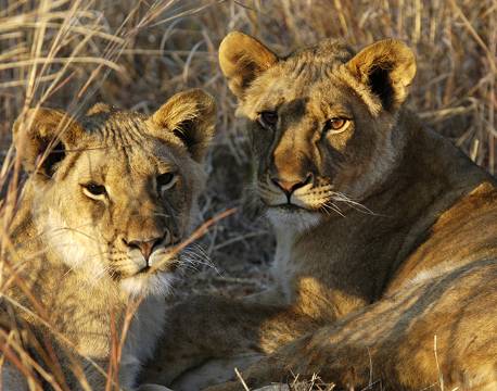Løver hygger sig i græsset i Hwange, Zimbabwe africa tours