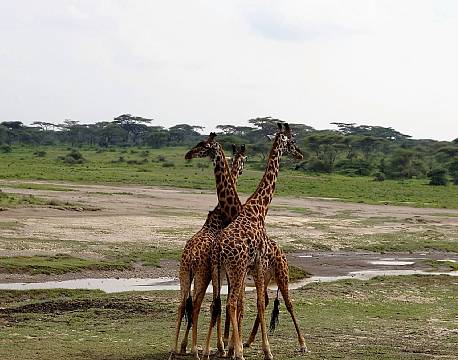 Serengeti Tanzania africa tours
