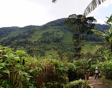 Mahogany Springs Bwindi uganda africa tours