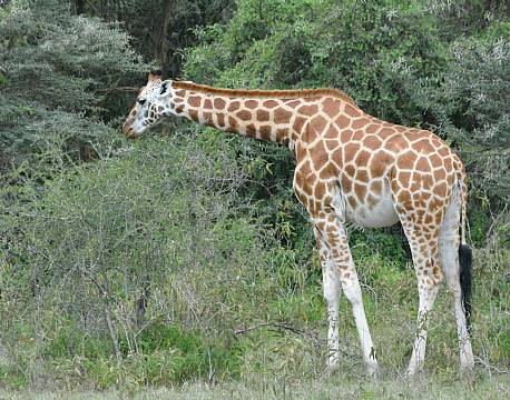 Lake Elementaita kenya africa tours