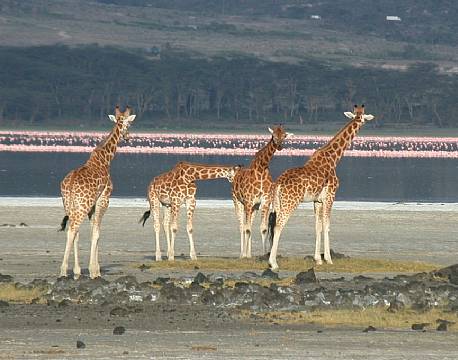 Lake Elementaita kenya africa tours