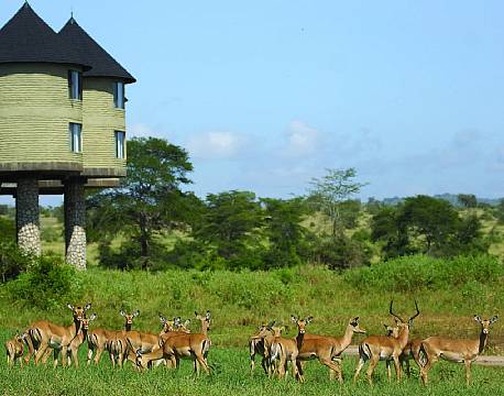 Salt Lick Lodge kenya 15 africa tours