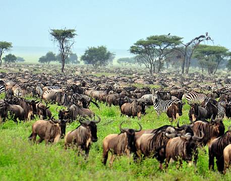 Ndutu National Park tanzania africa tours