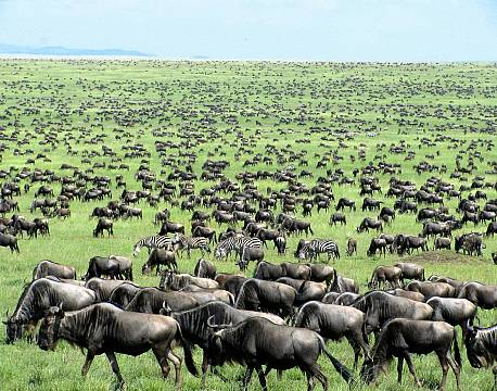 Ndutu National Park tanzania africa tours