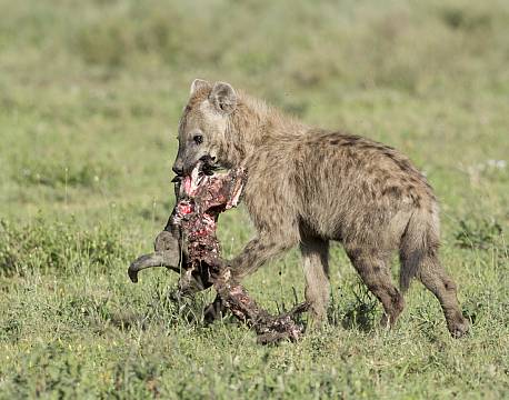 Ndutu National Park tanzania africa tours