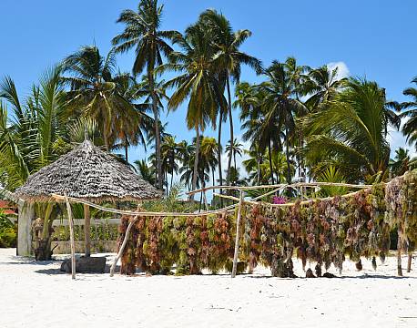 Zanzibar Tanzania indiske ocean africa tours