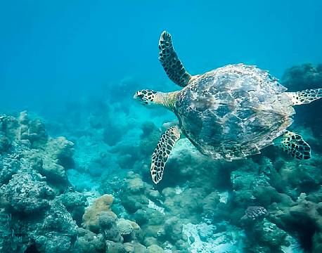Diamonds Mapenzi Beach zanzibar 11 africa tours