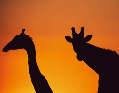 Kruger Shalati - The Train on the Bridge sydafrika 9 africa tours