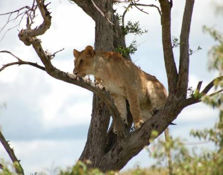  Mara Intrepids Camp kenya 9 africa tours
