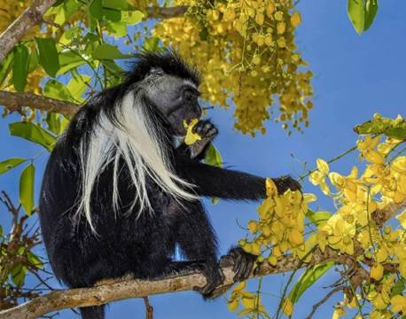The Sands at Chale Island kenyakysten africa tours
