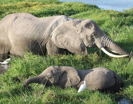 Amboseli kenya africa tours