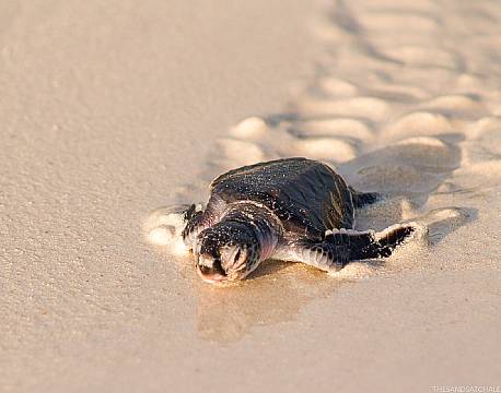 The Sands at Chale Island kenyakysten africa tours