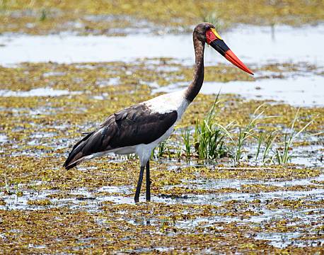 Moremi/Khwai botswana africa tours