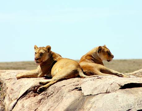 Serengeti Tanzania africa tours