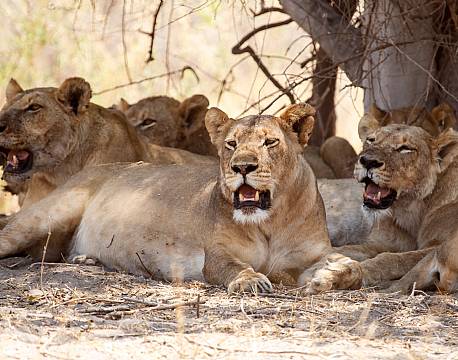 Moremi/Khwai botswana africa tours