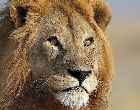 Serengeti Tanzania africa tours