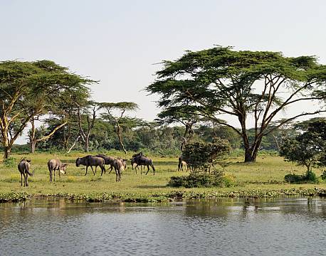 Lake Naivasha kenya africa tours