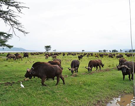Lake Nakuru kenya africa tours