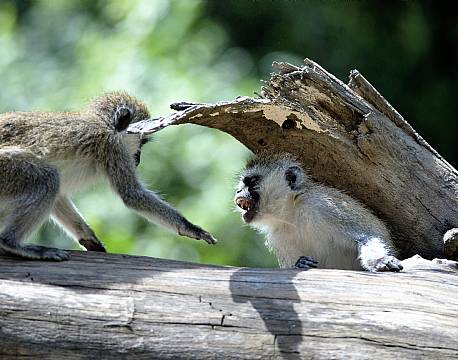 Lake Nakuru kenya africa tours
