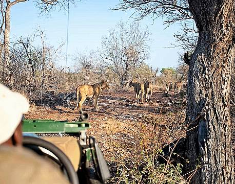 Balule Nature Reserve sydafrika africa tours
