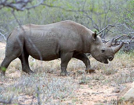 Balule Nature Reserve sydafrika africa tours