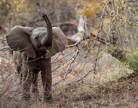 Balule Nature Reserve sydafrika africa tours