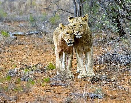 Balule Nature Reserve sydafrika africa tours