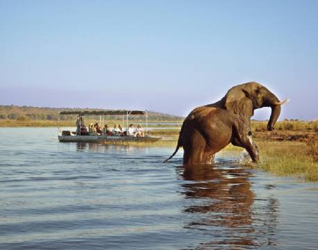 Elefant på vej op fra vandet i Chobe, Botswana africa tours