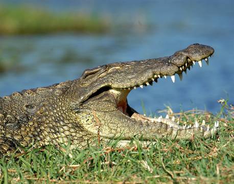 Krokodille ligger klar langs kanten af Chobe floden botswana africa tours