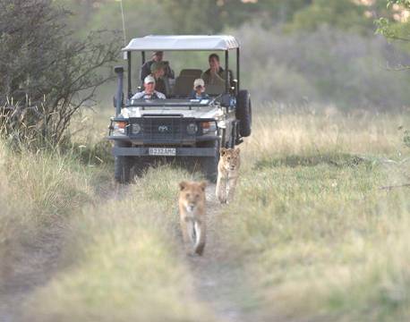 Safarbil følger efter løver, nær Chobe i Botswana africa tours