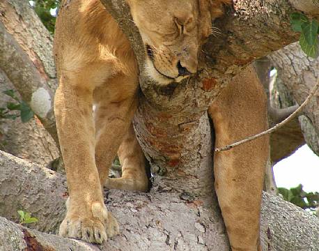 Løve sover i et træ i Queen Elizabeth Nationalpark, Uganda africa tours